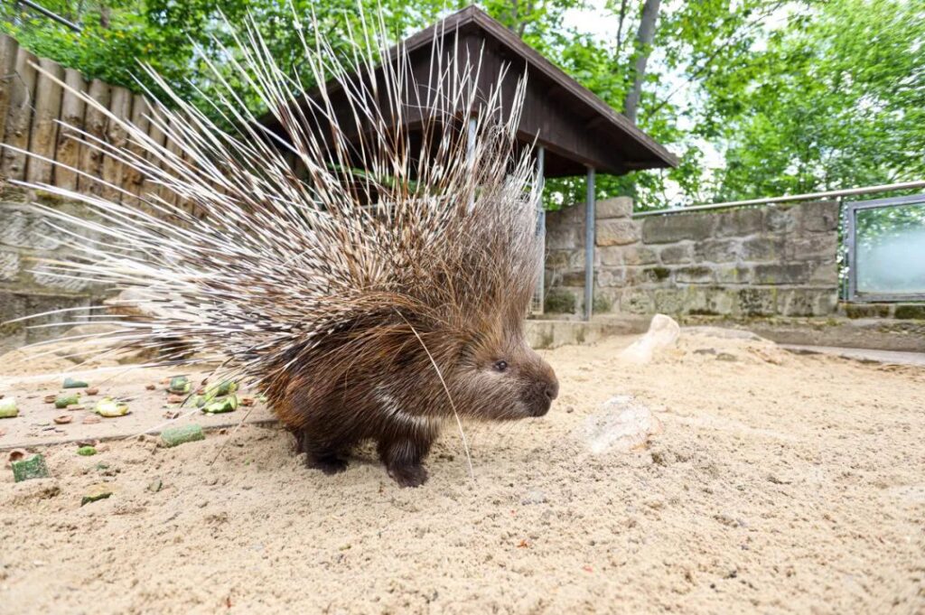 圖片[2]-200元養1年，轉手賣2000元！年賺40萬的農村養殖新項目-資源網站