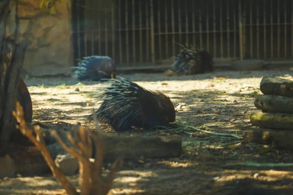 圖片[4]-200元養1年，轉手賣2000元！年賺40萬的農村養殖新項目-資源網站