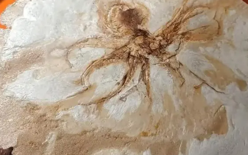 圖片[3]-揭秘新型日式小吃，5元成本卻能賣到30元，年賺20萬！