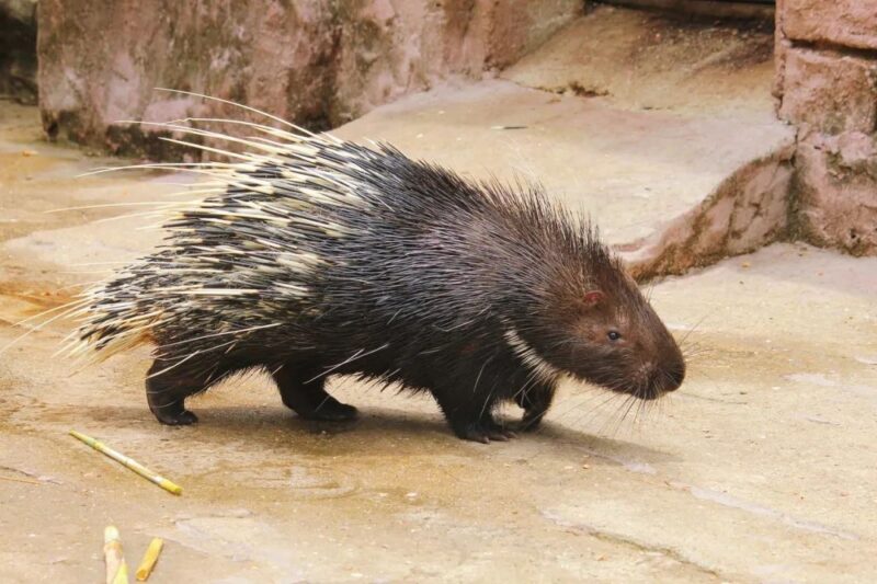 200元養1年，轉手賣2000元！年賺40萬的農村養殖新項目-資源網站