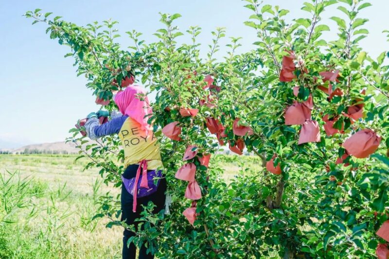 10萬投資年賺30萬,農村小型加工廠必備項目!-資源網站