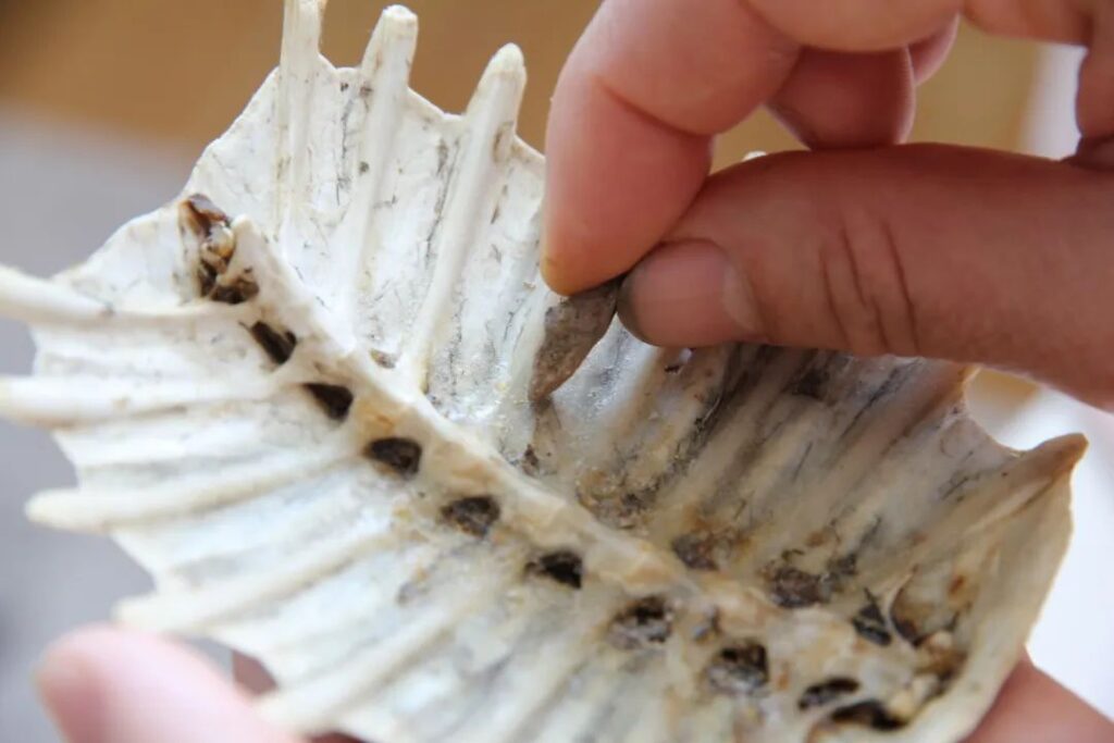 圖片[3]-年賺幾十萬的冷門生意，每天900元輕松賺！