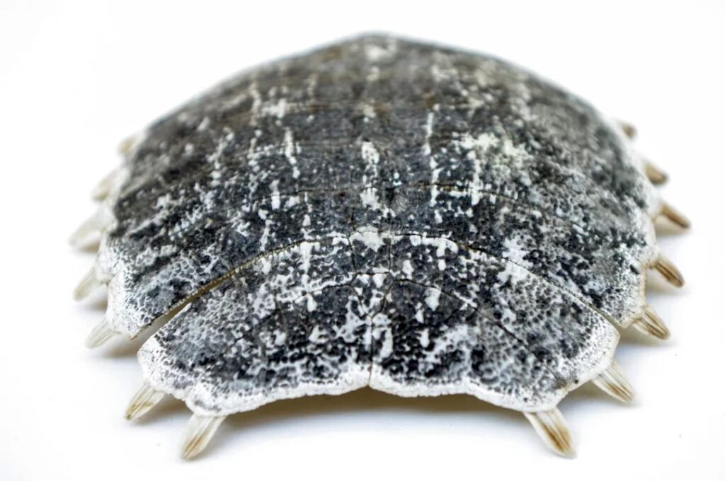 圖片[1]-年賺幾十萬的冷門生意，每天900元輕松賺！