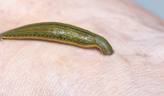 10萬成本,一年50萬利潤,農村養殖致富新選擇!-資源網站