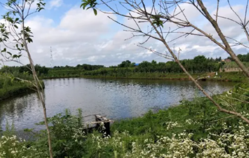 南北皆宜，畝產(chǎn)1500斤，1斤利潤(rùn)20元，一年輕松賺64萬(wàn)！-資源網(wǎng)站