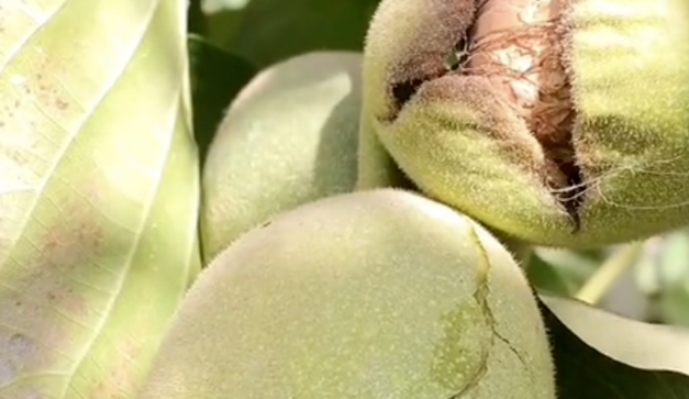 圖片[2]-山上致富！不外出打工，年入百萬(wàn)，門檻低易上手！