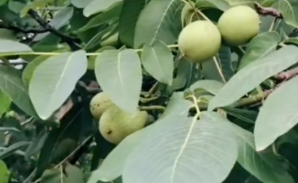 山上致富!不外出打工,年入百萬,門檻低易上手!-資源網(wǎng)站