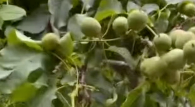 圖片[4]-山上致富！不外出打工，年入百萬(wàn)，門檻低易上手！