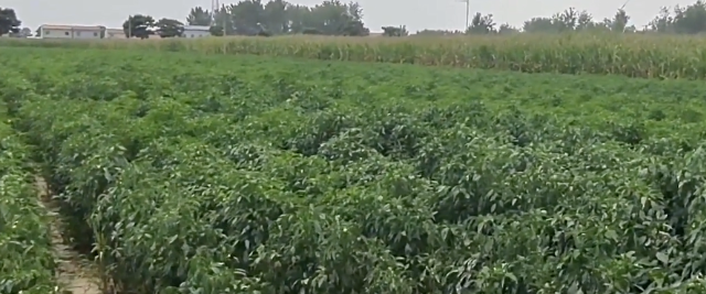 農(nóng)村新型賺錢行業(yè)高效盈利,兩人短短三個月輕松賺取35萬-資源網(wǎng)站