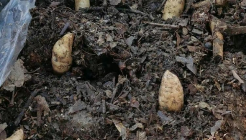 年入百萬,荒山種植1斤可賣600元,適合普通人干!-資源網站