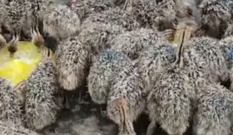 農村人投資2-3百元年賺20萬,零經驗也能做!-資源網站