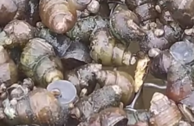 1000元創(chuàng)業(yè),年利潤40萬!農(nóng)村好機會來了!-資源網(wǎng)站