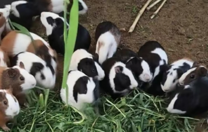 農村新型賺錢項目_1年1人輕松賺50萬-資源網站