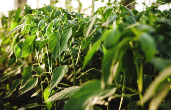 圖片[2]-回收項(xiàng)目月入30萬，你不知道的賺錢秘密！