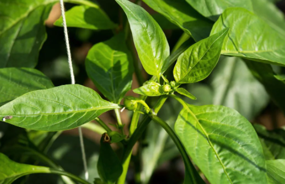 回收項目月入30萬，你不知道的賺錢秘密！-資源網站