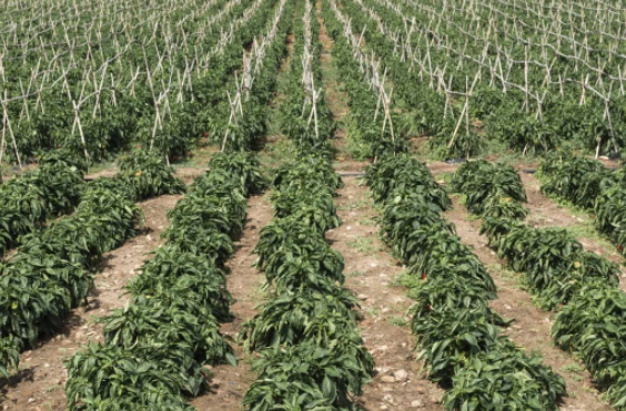 圖片[4]-回收項(xiàng)目月入30萬，你不知道的賺錢秘密！