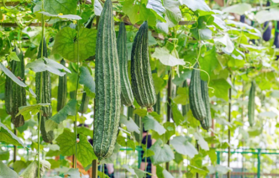 回收2元一斤，轉(zhuǎn)手能賣20元！一天能收100多斤的冷門回收項(xiàng)目-資源網(wǎng)站