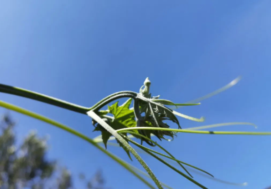 圖片[3]-回收2元一斤，轉(zhuǎn)手能賣20元！一天能收100多斤的冷門回收項目