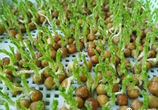 高效種植,年年收益,南北皆宜,快速賺錢!-資源網(wǎng)站