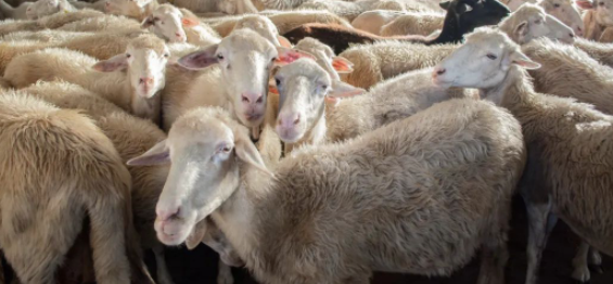 野路子養(yǎng)殖，輕松賺錢！-資源網(wǎng)站