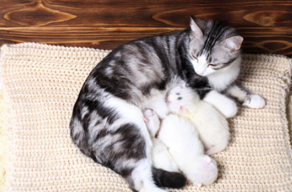 1500元入手-5個月輕松賺20萬！新興行業商機值得關注！-資源網站