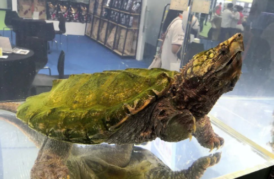 圖片[2]-冷門養殖行業-1只賣1260元_一個大棚年入30萬-真暴利！