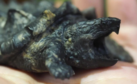 圖片[5]-冷門養殖行業-1只賣1260元_一個大棚年入30萬-真暴利！