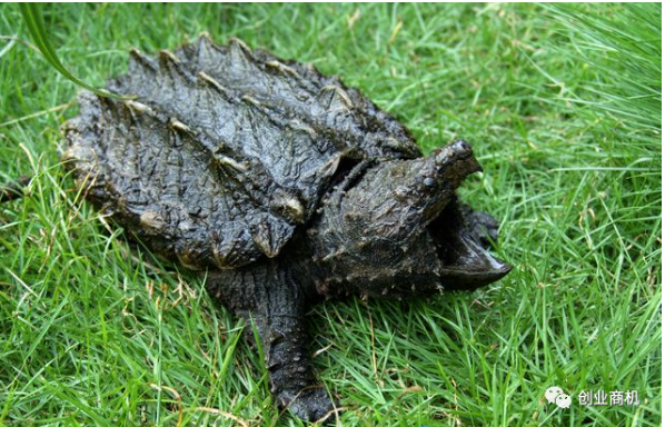 冷門養殖項目年入30萬_1只動物就能賣1260元！-資源網站