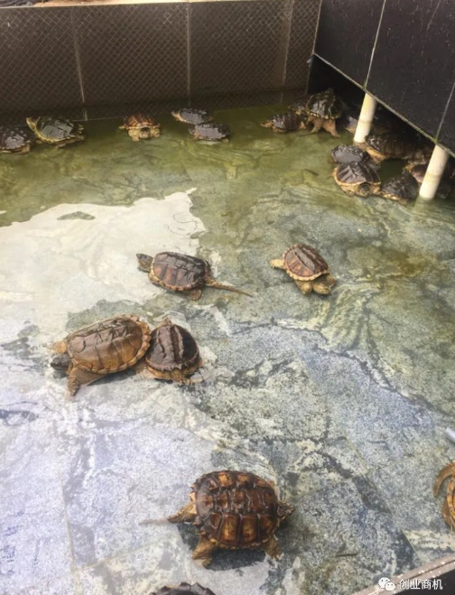 圖片[3]-冷門養(yǎng)殖項(xiàng)目年入30萬_1只動(dòng)物就能賣1260元！