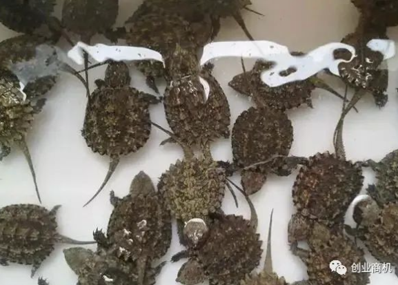 圖片[4]-冷門養(yǎng)殖項(xiàng)目年入30萬_1只動(dòng)物就能賣1260元！