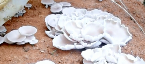 農(nóng)村創(chuàng)業(yè)項(xiàng)目:夫妻2人年掙30萬!種植秘籍揭秘-資源網(wǎng)站