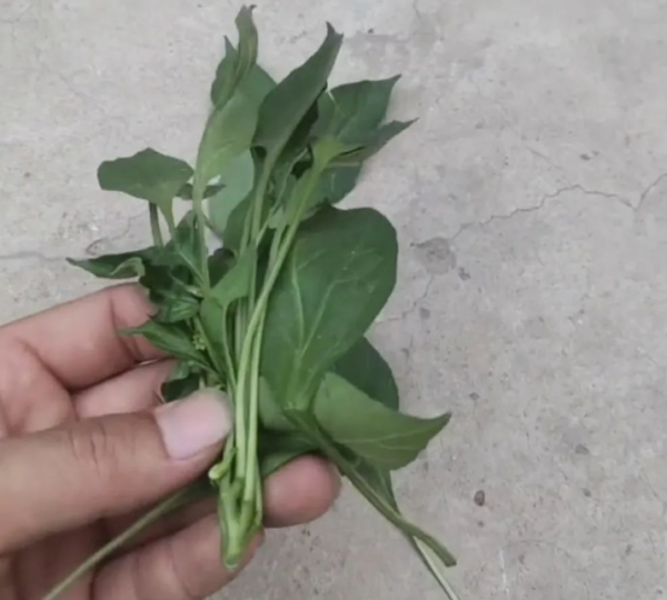 農(nóng)村新型暴利賺錢項目揭秘:一季度輕松盈利35萬!-資源網(wǎng)站