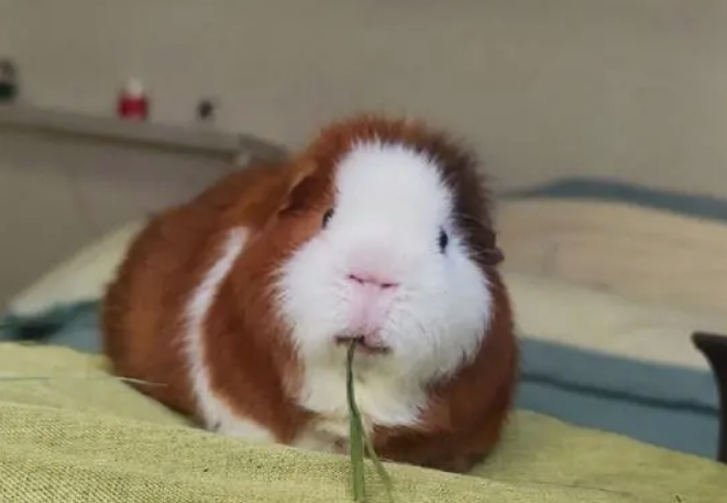 避免后悔_了解荷蘭豬的品種特點(diǎn)和養(yǎng)殖技巧-資源網(wǎng)站