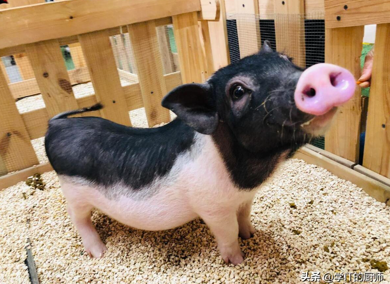 圖片[3]-農村養香豬月入5萬_開啟致富新路！-資源網站