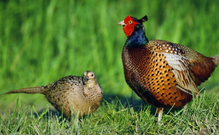 十種農村小型養殖項目-資源網站