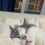 陳不錯的頭像-資源網站