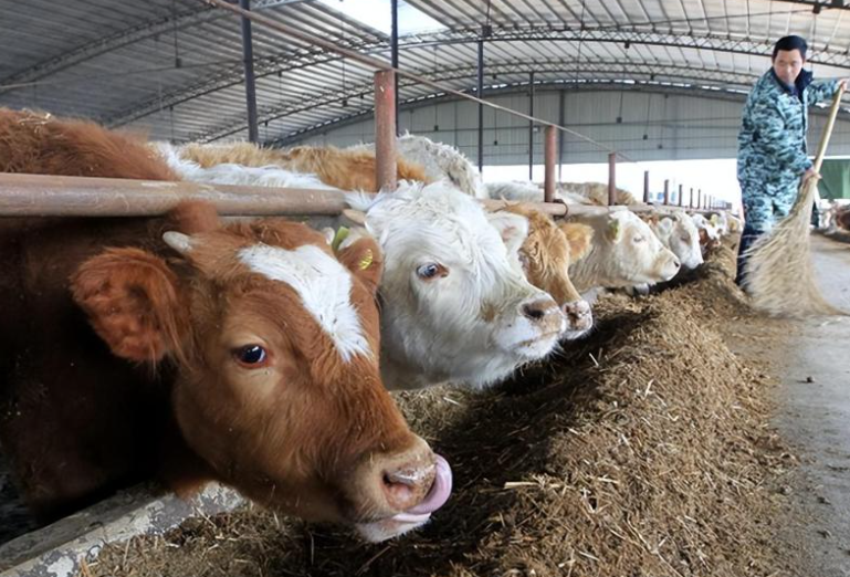 農村養什么前景好_這4種養殖效益比較好_有前景!-資源網站