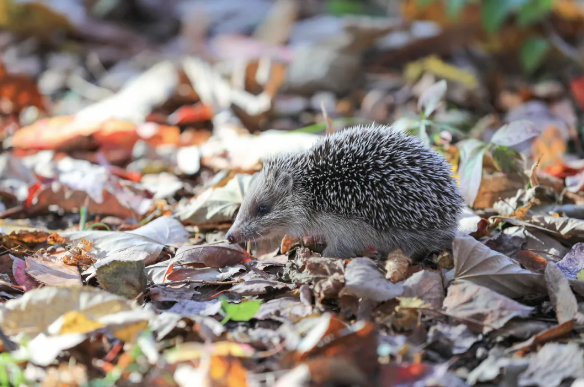 比養豬牛羊更好的養殖行業,1只賣450元,養1000只年入40萬,真冷門!-資源網站
