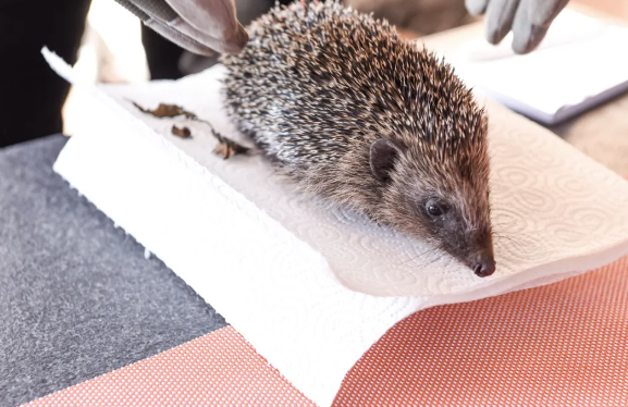 圖片[2]-比養豬牛羊更好的養殖行業，1只賣450元，養1000只年入40萬，真冷門！