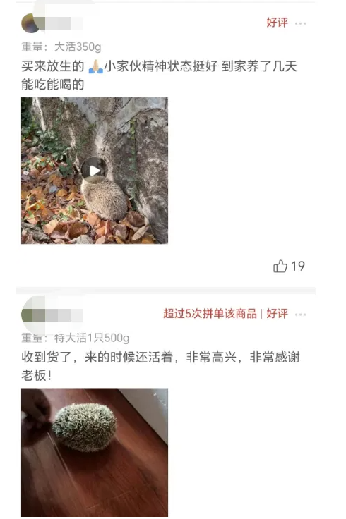 圖片[4]-比養豬牛羊更好的養殖行業，1只賣450元，養1000只年入40萬，真冷門！