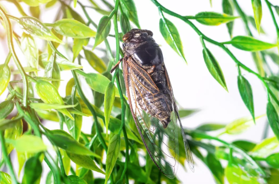 知了日入過萬，浙江老板娘的另類致富之道