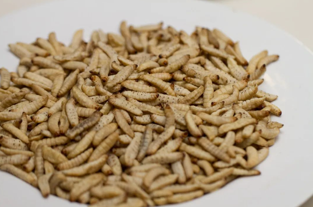 圖片[1]-5000元成本，一年獲利可超25萬元！熱門養(yǎng)殖項(xiàng)目，了解一下？