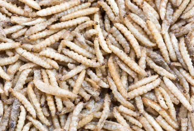 5000元成本，一年獲利可超25萬元！熱門養(yǎng)殖項目，了解一下？-資源網(wǎng)站