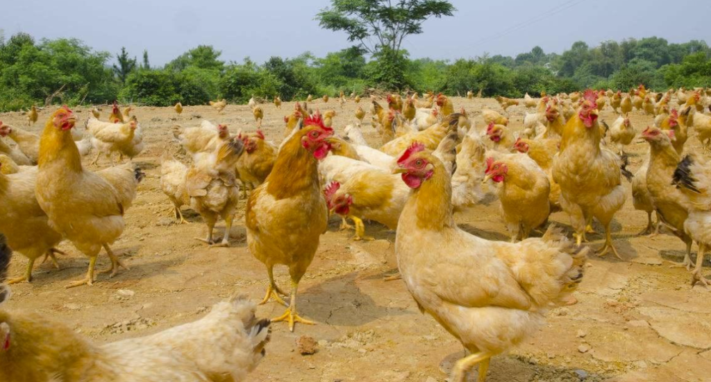 圖片[1]-雞爪價格飆升！雞爪竟然比牛肉還貴？背后的真相！