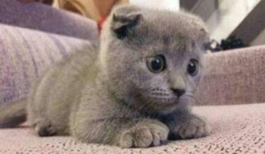 圖片[2]-快速致富的行業：如何在知識付費和寵物貓市場中成功