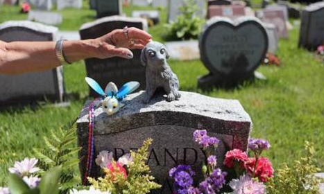 寵物殯葬利潤高不起眼的新起偏門暴利行業(yè)-資源網(wǎng)站