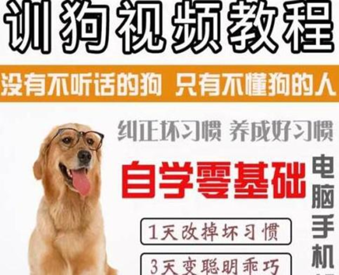冷門藍海暴利項目出售訓狗視頻及方法賺錢-資源網站